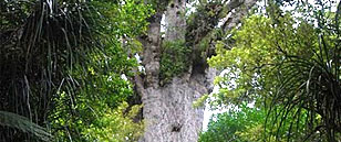 Nowa Zelandia Tane Mahuta, czyli powrót do korzeni