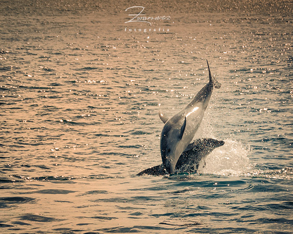 Paihia Nowa Zelandia | fot. Rafał Żurmanowicz | WycieczkiNowaZelandia.pl