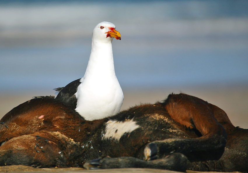 Albatros