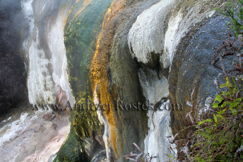 ORAKEI KORAKO