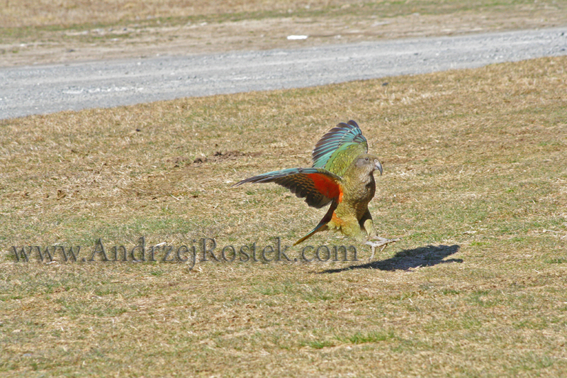 Kea