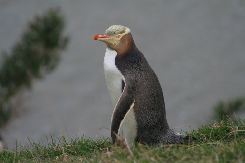 Pingwin Żółtooki