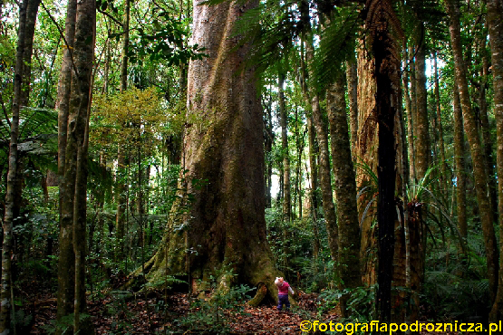 Kauri Coast