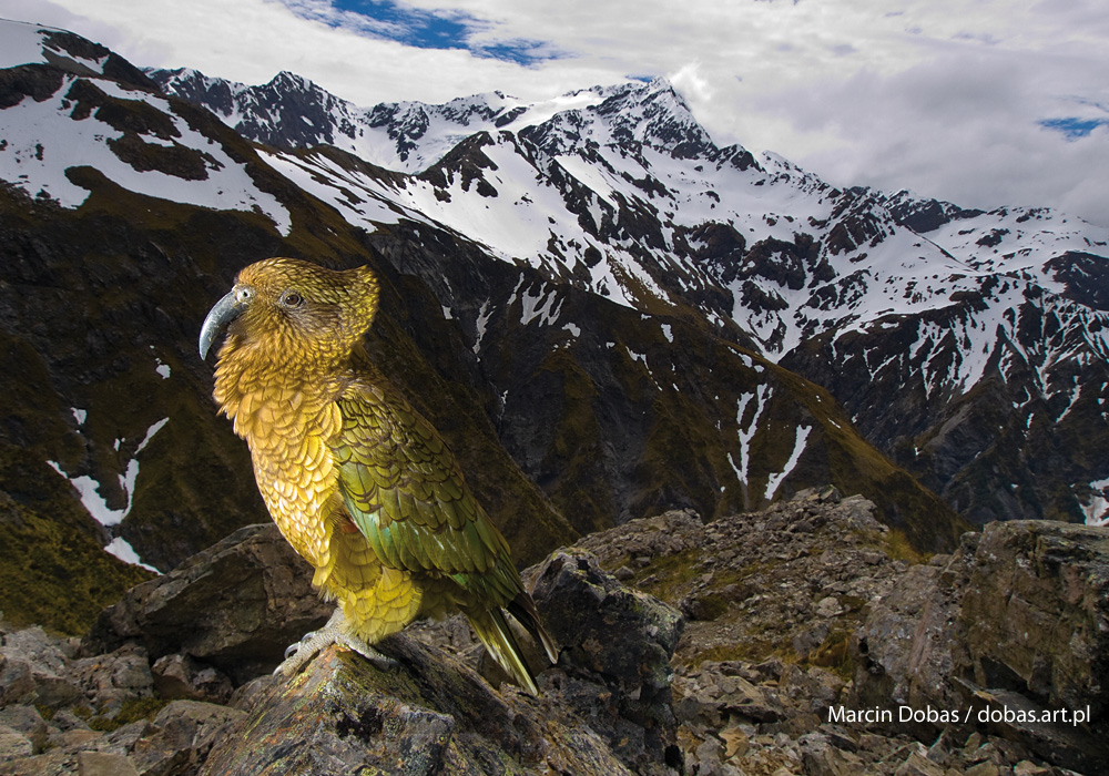 Kea - Górska papuga