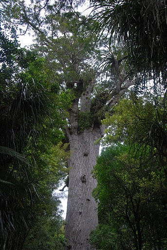 Nowa Zelandia zdjęcie: Tane Mahuta, czyli powrót do korzeni