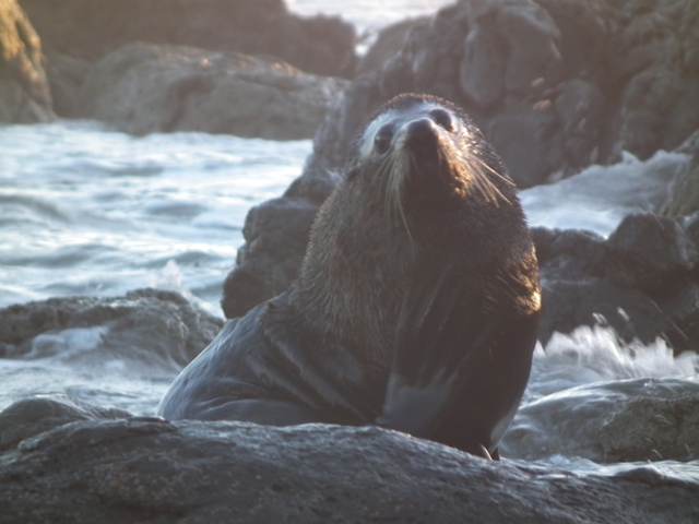 Nowa Zelandia zdjęcie: Rekiny przez szybę w National Aquarium oraz foki na żywo  