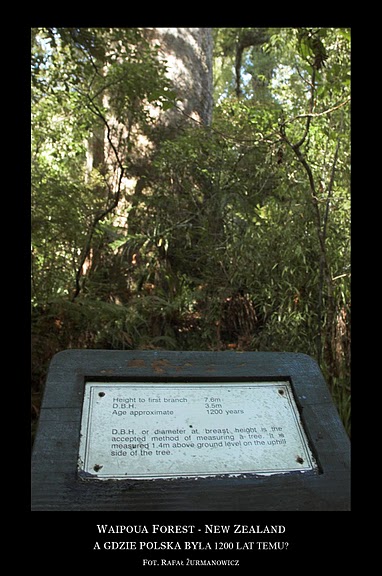 Waipoua Forest