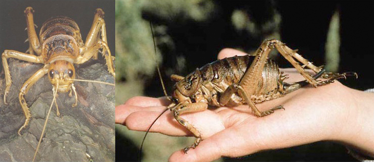 Nowa Zelandia zdjęcie: Glow worms atrakcją jaskiniową a Giant Weta naziemną.