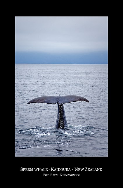 Zdjęcie Kaikoura - wieloryb