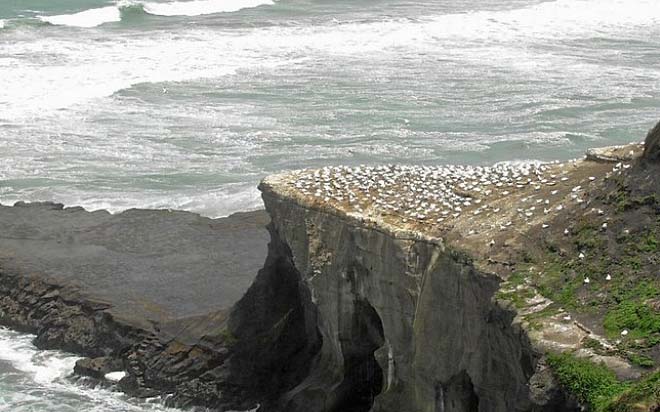 Nowa Zelandia zdjęcie: Muriwai Beach czarna perła plaż na zachód od Auckland