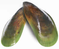 Green-lipped mussel